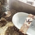 Чугунная ванна Roca Newcast белая, anti-slip 170x85 233650007